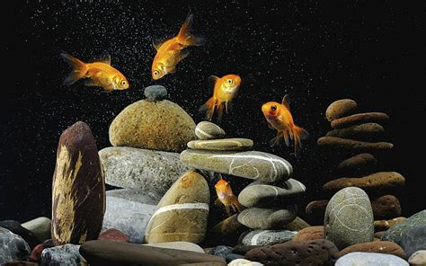 Hd Wallpaper Fishes Stones Underwater World Wallpaper Flare