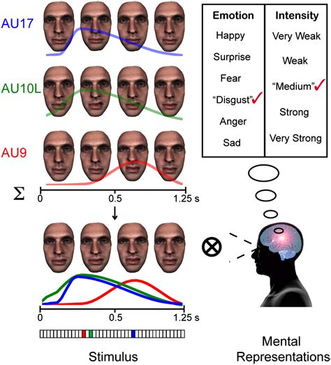 Facial Expressions Of Emotion Are Not Culturally Universal Pnas
