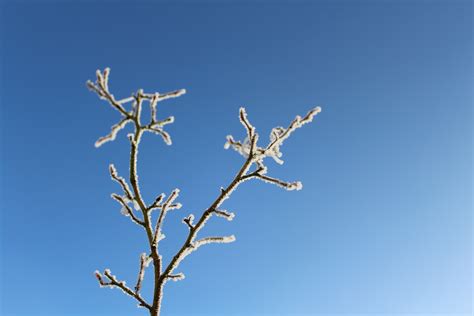 무료 이미지 나무 자연 분기 꽃 감기 식물 바람 서리 봄 겨울 왕국 푸른 플로라 작은 가지 하늘색
