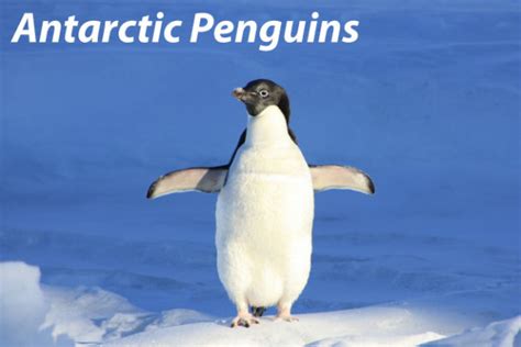 The artic is usually defined as being 'the region north join the thousands of active wild subscribers who receive free wildlife and science news & info direct to their inboxes! Antarctic Penguins Facts & Pictures: Penguins In Antarctica.