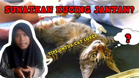 Mandulkan Kucing Jantan Tips Penting Hukum Mandul Kan Kucing Wajessxi