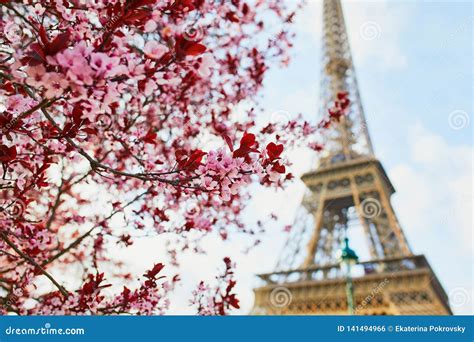 Beautiful Pink Cherry Blossom Near The Eiffel Tower In Paris Stock