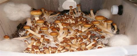 Mushrooms Hydroponics Uttaranchal Pg College Of Bio Medical
