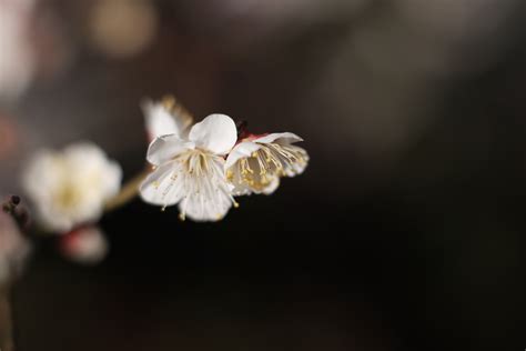 Wallpaper Branch Pollen Blossom Spring Tokyo Fujifilm Leaf Flower Plant Ume Flora