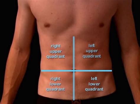 The rear side of the upper body is called the back, inside which the spine connects the upper body below the waist, on left and right, are the hips. Location and Pictures of Different Organs In The Abdomen