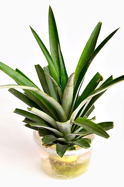 Growing Pineapple Plants From Pineapple Tops Review Does