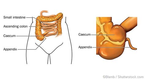 What Is The Appendix