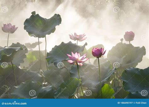 Lotus Pond In The Misty Morning Stock Image Image Of Flowering