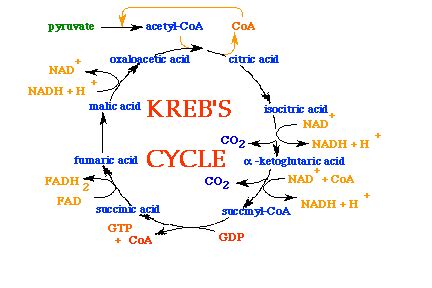 Discuss The Various Steps Of Krebs Cycle Or TCA Cycle Explain The