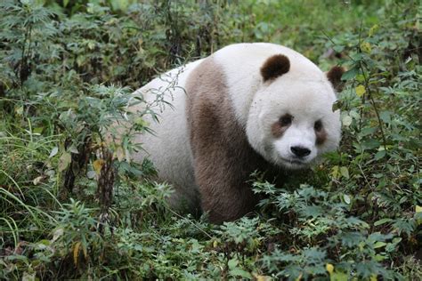 An Extremely Rare Brown Giant Panda Six Year Old ‘qizai Forages For