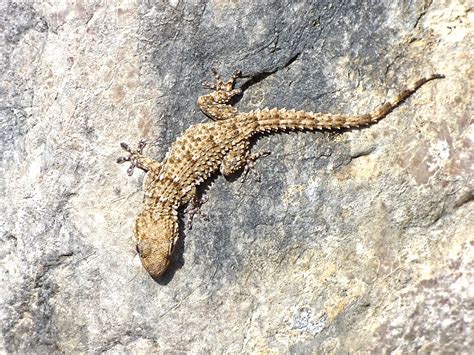 Free Images Texture Wildlife Fauna Lizard Gecko Camouflage