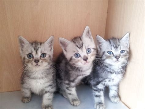 List your animal for sale here. KITTENS FOR SALE | London, North West London | Pets4Homes