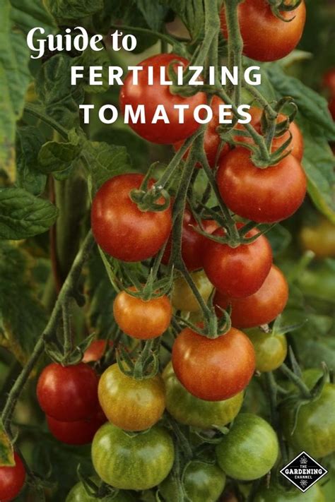 We did not find results for: Fertilizing Tomatoes | Tomato fertilizer, Tomato garden ...
