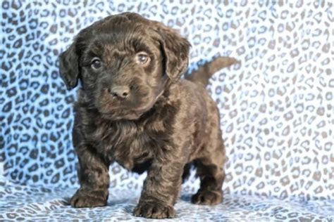 Your labradoodle puppy will need early socialization. Labradoodle For Sale in New Jersey (22) | Petzlover