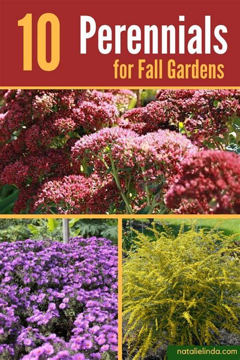 10 Colorful Perennials That Bloom In The Fall Natalie Linda Fall