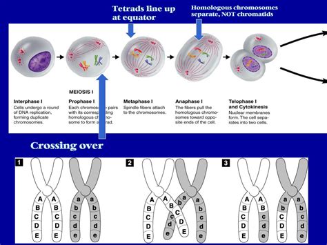 Ppt Genetics Powerpoint Presentation Free Download Id1734415