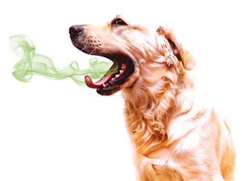 Bad Pet Breath 10 Important Things You Need To Know