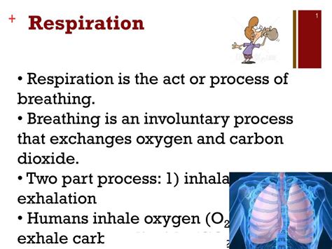 Ppt Respiration Powerpoint Presentation Free Download Id3000983