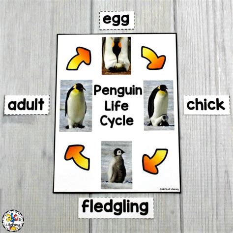 Diagram Of A Life Cycle Of A Penguin The Dad Holds The Egg On His