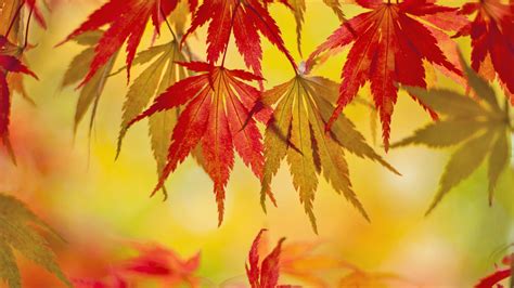 Japanese Maple Tree Wallpapers Top Free Japanese Maple Tree