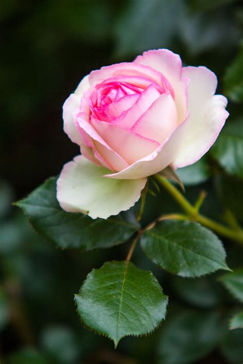 Eden Rose 85 Pierre De Ronsard One Beautiful Rose Beautiful Rose