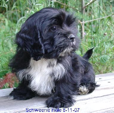 Give a puppy a forever home or rehome a rescue. Schweenie male (Shih Tzu/Dachshund)