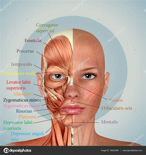 Anatomia Dos Musculos Da Face Modisedu