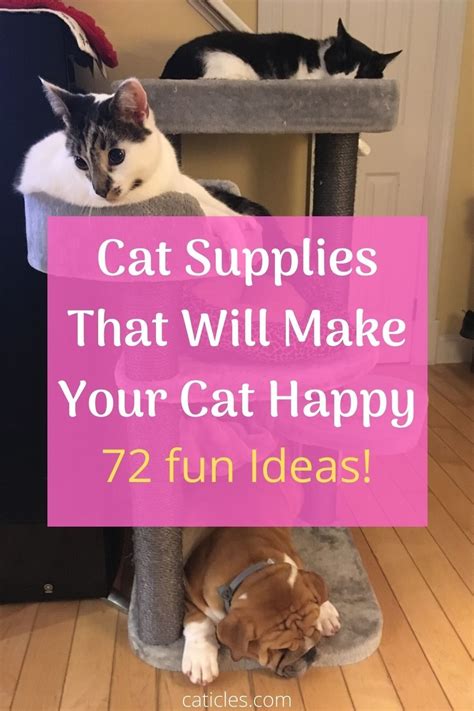 The top 11 best cat foods. Environmental Enrichment for Cats: 72 Things You Need to ...