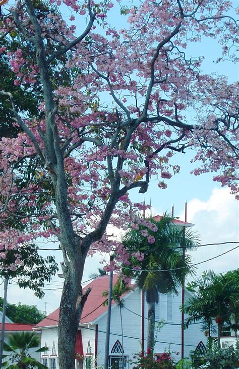 Everyone adores flowering cherry trees, but few people know much about them. Pink Poui in Bloom | The pink poui trees (Tabebuia) that ...