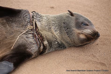 Study Reveals Severe Effects Of Plastic Pollution On Cape Fur Seals
