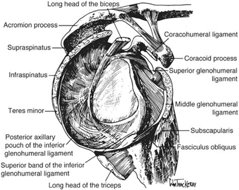 Shoulder Anatomy And Biomechanics Musculoskeletal Key