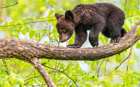 Download Wallpapers Small Bear Cub Bear On A Branch Black Bear