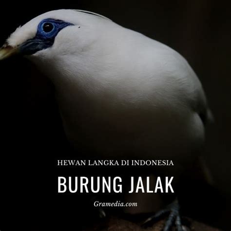 14 Hewan Langka Di Indonesia Yang Dilindungi Best Seller Gramedia