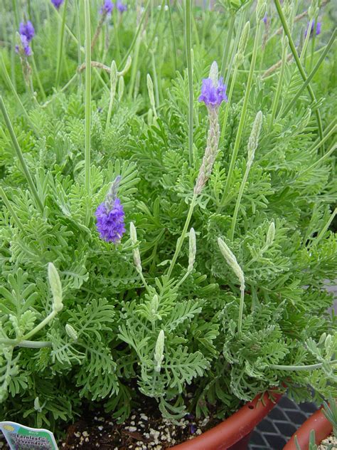 Pretty Fernleaf Lavender Planting Herbs Plants Lavender Varieties