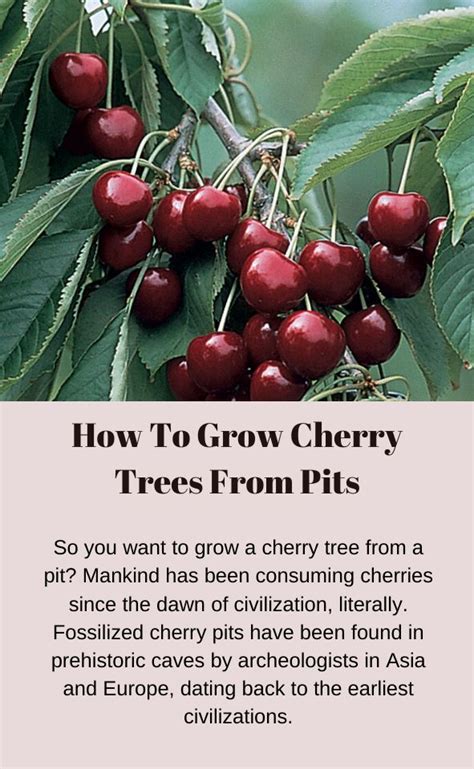 Planting Cherry Trees From Seed Francisco Weems