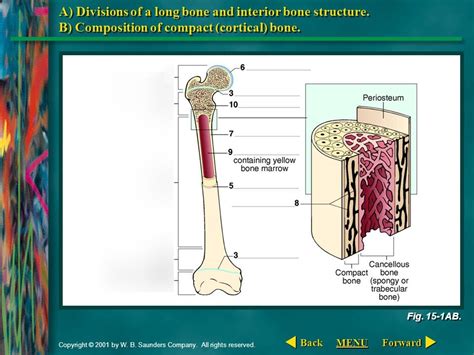 Divisions Of A Long Bone And Interior Bone Structure Composition Of