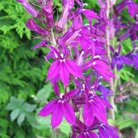 Lobelia Hadspen Purple Riverside Garden Centre