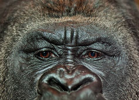 Best Gorilla Eyes Stock Photos Pictures And Royalty Free Images Istock