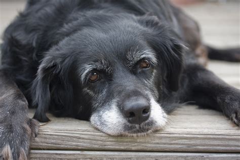 Older Dogs Are Being Given To Shelters But Shelters Are Not A ‘home