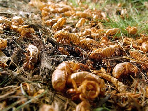 Us Braces For Billions Of Cicadas To Emerge After 17 Years Underground