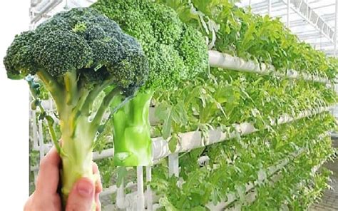 How To Grow Hydroponic Broccoli Hydroponics Diy Hydroponic Growing