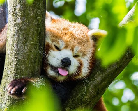 Red Panda Being Derpy Red Panda Red Panda Cute Cute Cats And Dogs
