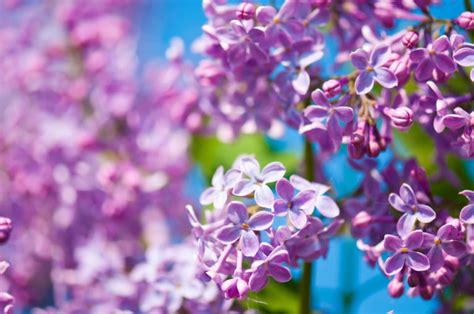 Lilac Varieties To Plant For The Most Fragrant Garden