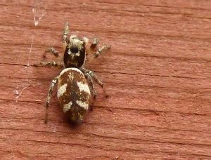 They have a black body with shiny stripes of white hairs. Can spiders jump in the UK?