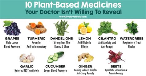 10 Plant Based Medicines Your Doctor Isnt Willing To Reveal Live