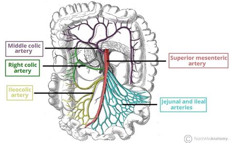 The Mesentery Function Structure Vasculature Teachmeanatomy