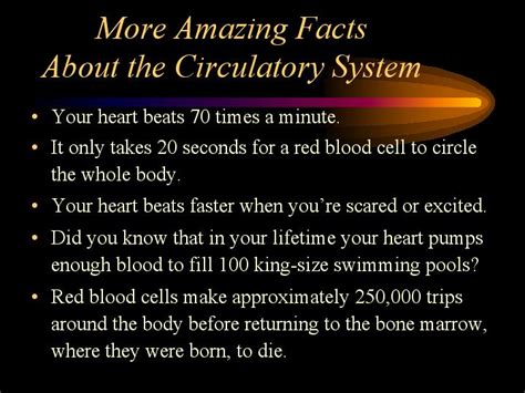 Fun Facts About The Circulatory System