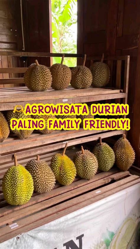 Alas Duren Wisata Durian Wisata Keluarga Di Jogja Update Solo Info