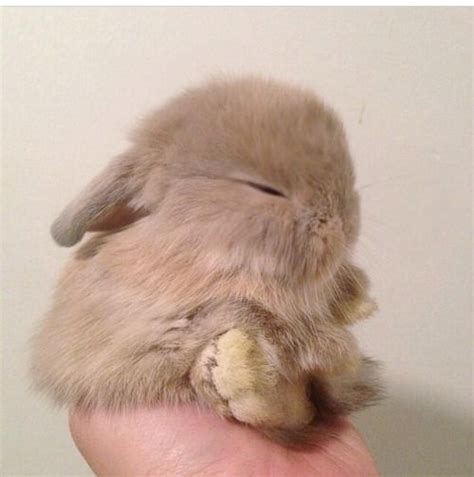 21 Super Cute Tiny Bunnies That Will Melt Your Heart