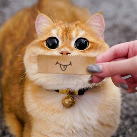 This Adorable Cat Looks Exactly Like Shreks Puss In Boots And The Internet Went Nuts For It